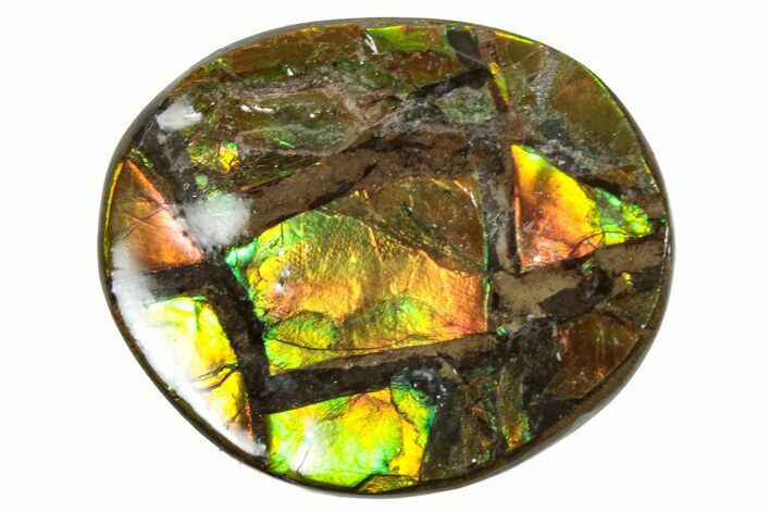 Flashy Ammolite (Fossil Ammonite Shell) - Greens & Oranges #357649